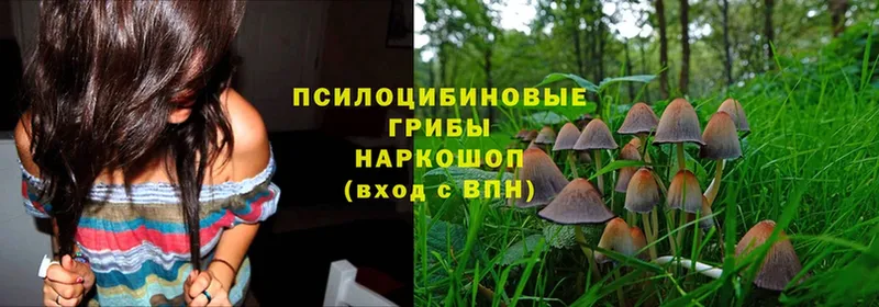 цена   Дюртюли  Галлюциногенные грибы Magic Shrooms 